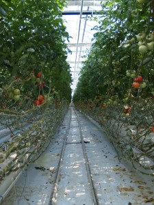 Rows of delicious hydroponically-grown tomatoes